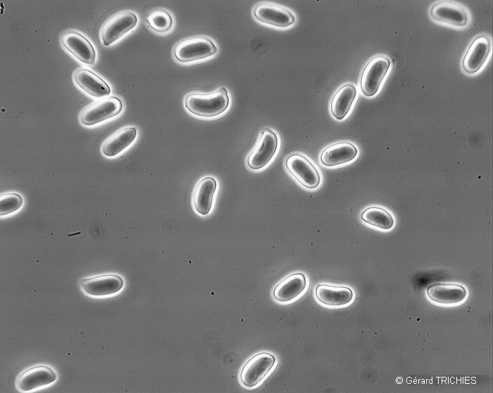 Helicogloea farinacea?